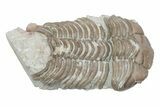 Bargain, Long Pliomera Fischeri Trilobite - Russia #363124-1